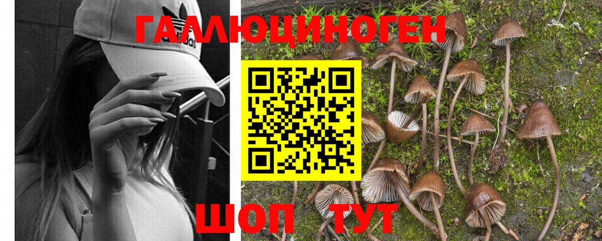 Псилоцибиновые грибы Cubensis  цена   Вход с VPN  Волжск  Псилоцибиновые грибы GOLDEN TEACHER 